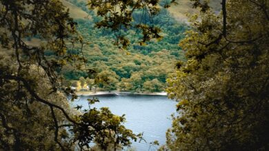 Bethand Bonus Şartları