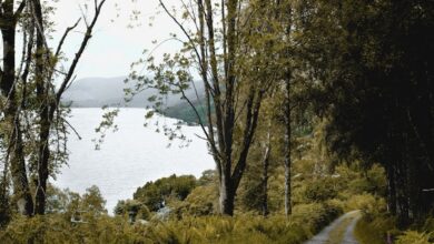 Güncel Adres ile Bethand Yeni Giriş Rehberi